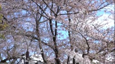 Baharda çiçek açan sakura ağaçlarının altındaki geleneksel bahçedeki güzel çay evi. Pembe kiraz ağaçları çiçek açıyor. Japon kırsalının bahar manzarası. İnanılmaz sakura çiçekleri var.