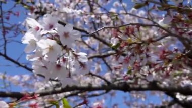 Güzel pembe kiraz ağaçları abartılı bir doğa manzarası sergiliyor. Japon kırsalının bahar manzarası Tokyo parkında muhteşem sakura çiçekleri dalları.