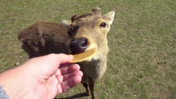 Woman Giving Big Cookie Wild Deer Famous Tourist Attraction Nara — Stock Video