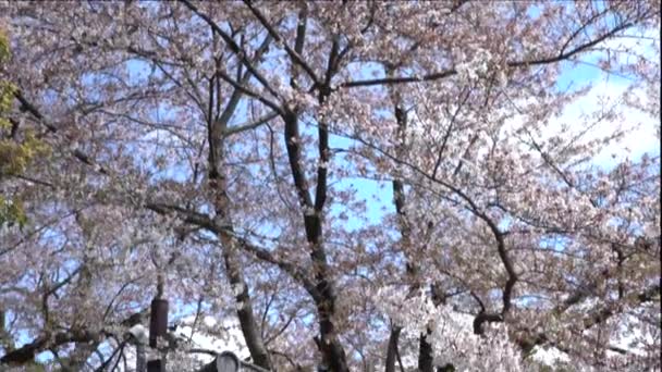 Prachtig Theehuis Traditionele Tuin Onder Sakura Bomen Bloeien Het Voorjaar — Stockvideo