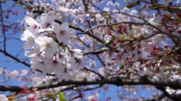 Piękne Różowe Wiśnie Kwitnące Ekstrawagancko Scena Natury Wiosenne Krajobrazy Japońskiej — Wideo stockowe