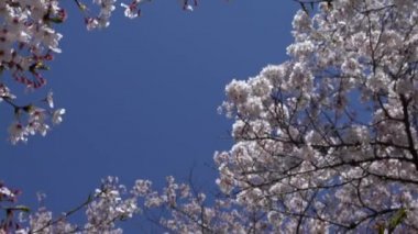 Kyoto 'da mavi gökyüzü arka planında çiçek açan sakura ağaçlarının güzel dalları. Japonya 'nın kiraz ağacı. Şehirde çiçek açan Japon kirazlarının bahar manzarası..