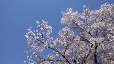 Kyoto 'da mavi gökyüzü arka planında çiçek açan sakura ağaçlarının güzel dalları. Japonya 'nın kiraz ağacı. Şehirde çiçek açan Japon kirazlarının bahar manzarası..