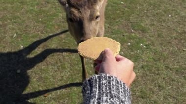 Yavaş çekimde bir kadın ünlü turistik yer olan Nara Parkı veya Todaiji Tapınağı 'ndaki vahşi geyiğe büyük bir kurabiye veriyor. Kansai Japonya 'da servus meme ucunu besleyen bir kızın yakın çekimi.
