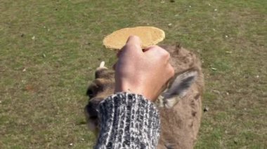 Yavaş çekimde bir kadın ünlü turistik yer olan Nara Parkı veya Todaiji Tapınağı 'ndaki vahşi geyiğe büyük bir kurabiye veriyor. Kansai Japonya 'da servus meme ucunu besleyen bir kızın yakın çekimi.