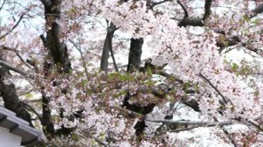Baharda çiçek açan sakura ağaçlarının altındaki geleneksel bahçedeki güzel çatı evinin Yavaş Hareketi. Pembe kiraz ağaçları çiçek açıyor. Japon kırsalının bahar manzarası. İnanılmaz sakura çiçekleri var.