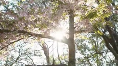 Gün batımı doğa sahnesinde açan pembe kiraz ağaçlarının yaprakları arasında yavaş hareket eden güzel güneş ışığı. Tokyo parkında sakura çiçeklerinin açtığı Japon kırsalının bahar manzarası..