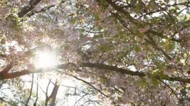 Gün batımı doğa sahnesinde açan pembe kiraz ağaçlarının yaprakları arasında yavaş hareket eden güzel güneş ışığı. Tokyo parkında sakura çiçeklerinin açtığı Japon kırsalının bahar manzarası..