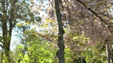 Yavaş hareket eden güzel pembe kiraz ağaçları uçuyor ve çimlerin üzerine düşüyor, doğa sahnesi. Japon kırsalının büyülü bahar manzarası. Nara parkında harika sakura çiçekleri dalları var..
