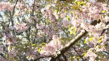 Güzel pembe kiraz ağaçlarının Yavaş Hareketi abartılı bir doğa sahnesi açıyor. Japon kırsalının bahar manzarası Tokyo parkında muhteşem sakura çiçekleri dalları.