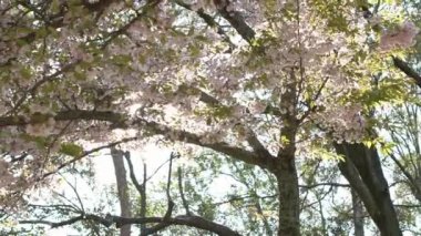 Güzel pembe kiraz ağaçlarının Yavaş Hareketi abartılı bir doğa sahnesi açıyor. Japon kırsalının bahar manzarası. Nara parkında harika sakura çiçekleri var..