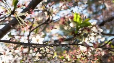 Gün batımı doğa sahnesinde açan pembe kiraz ağaçlarının yaprakları arasında yavaş hareket eden güzel güneş ışığı. Tokyo parkında sakura çiçeklerinin açtığı Japon kırsalının bahar manzarası..