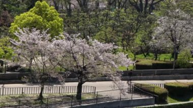 Asyalı bir adamın yavaş çekimleri, bir yolda gelişen kiraz ağaçları arasında şehre doğru koşar. Koşan bir adamın yapraklarının ve dallarının arasından bak. Sabah Sakura çiçekleriyle egzersiz yap.