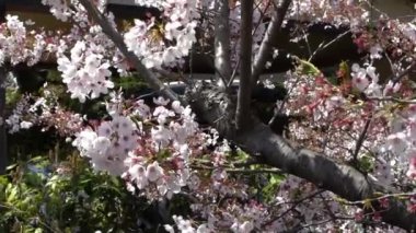 Güzel pembe kiraz ağaçlarının Yavaş Hareketi abartılı bir doğa sahnesi açıyor. Japon kırsalının bahar manzarası Tokyo parkında muhteşem sakura çiçekleri dalları.