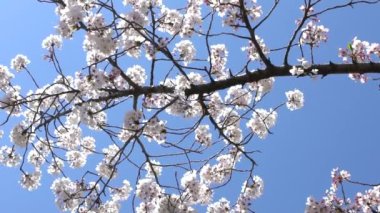 Kyoto 'da mavi gökyüzü arka planında çiçek açan sakura ağaçlarının yavaş hareketi. Japonya 'nın kiraz ağacı. Şehirde çiçek açan Japon kirazlarının bahar manzarası..