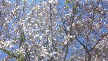 Güzel pembe kiraz ağaçlarının Yavaş Hareketi abartılı bir doğa sahnesi açıyor. Japon kırsalının bahar manzarası Tokyo parkında muhteşem sakura çiçekleri dalları.