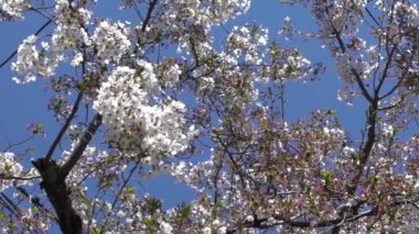 Kyoto 'da mavi gökyüzü arka planında çiçek açan sakura ağaçlarının yavaş hareketi. Japonya 'nın kiraz ağacı. Şehirde çiçek açan Japon kirazlarının bahar manzarası..