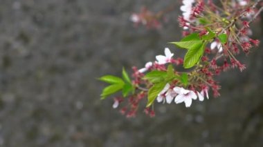 Gece Kyoto 'da Takase Nehri' nde güzel aydınlatılmış kiraz ağaçlarının Yavaş Hareketi. Japon kiraz çiçeklerinin Japon şehrinde açtığı bahar manzarası