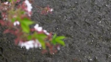 Gece Kyoto 'da Takase Nehri' nde güzel aydınlatılmış kiraz ağaçlarının Yavaş Hareketi. Japon kiraz çiçeklerinin Japon şehrinde açtığı bahar manzarası