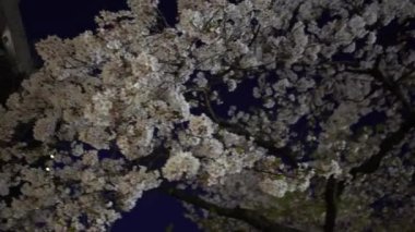 Gece bir sokak şehrinde çiçek açan güzel kiraz ağaçlarının doğası. Japon sakura çiçeklerinin Kyoto 'da açtığı bahar manzarası.