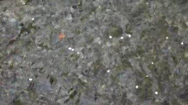 Kyoto 'daki Takase nehrinin üzerinde kiraz çiçekleri açıyor. Japonya şehrinde çiçek açan Japon kirazlarının bahar manzarası.