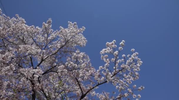 Όμορφα Κλαδιά Από Ανθισμένα Δέντρα Sakura Φόντο Γαλάζιο Του Ουρανού — Αρχείο Βίντεο