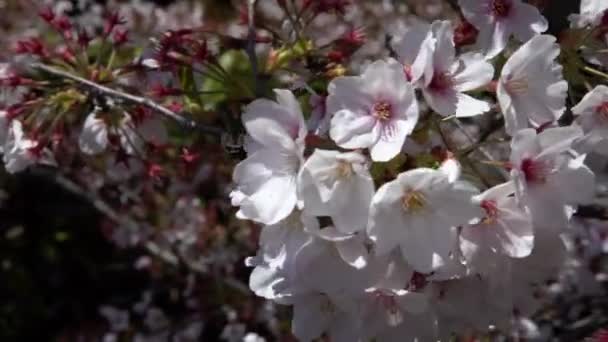 Hermosos Cerezos Rosados Que Florecen Extravagantemente Una Escena Naturaleza Paisaje — Vídeo de stock