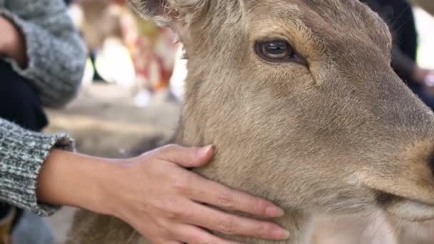 Japon Nara Parkı Nda Özgürce Yaşayan Sevimli Bir Sika Geyiğini — Stok video
