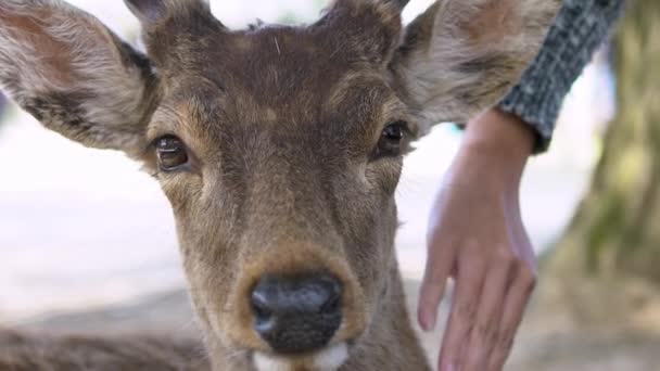 Cámara Lenta Mujer Acaricia Ciervo Sika Lindo Vive Libremente Parque — Vídeos de Stock
