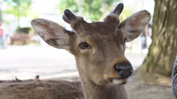 Cámara Lenta Los Ciervos Sika Viven Libremente Parque Japonés Nara — Vídeos de Stock
