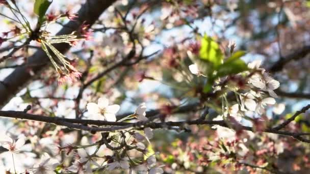 Zpomalený Pohyb Krásného Slunečního Světla Listím Růžových Třešní Kvetoucích Při — Stock video