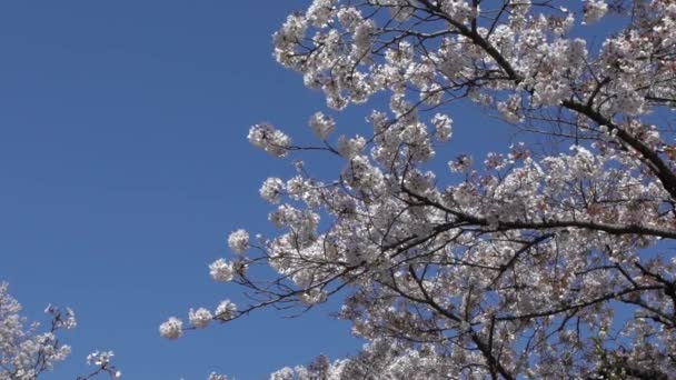 Αργή Κίνηση Των Όμορφων Κλαδιών Των Ανθισμένων Δέντρων Sakura Μπλε — Αρχείο Βίντεο