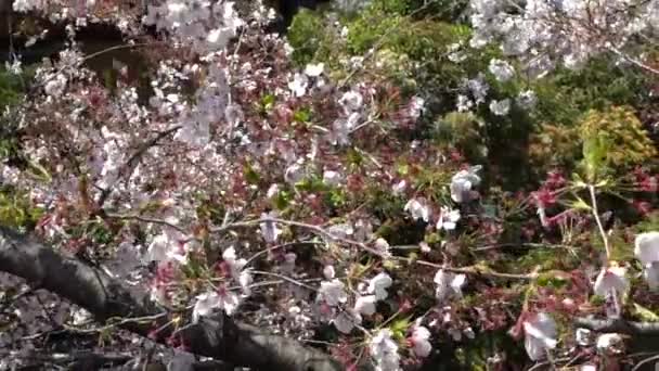 Медленное Движение Красивых Розовых Вишневых Деревьев Необычайно Цветущих Природе Весенние — стоковое видео
