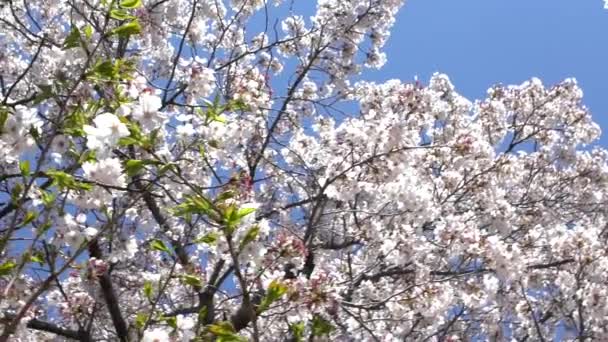Pomalý Pohyb Krásných Větví Kvetoucích Sakura Stromů Modrým Nebem Pozadí — Stock video