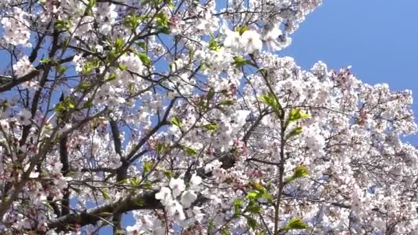 Pomalý Pohyb Krásných Větví Kvetoucích Sakura Stromů Modrým Nebem Pozadí — Stock video