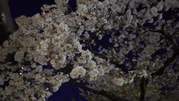 Eine Naturszene Schöner Kirschbäume Die Nachts Einer Straßenstadt Blühen Frühlingslandschaft — Stockvideo