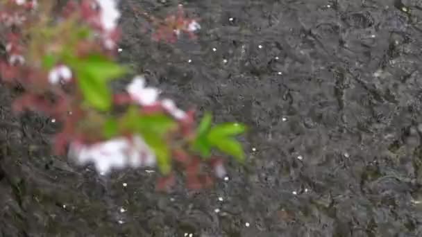 京都の高瀬川にある美しい桜 日本の街に咲く桜の名所の春景色 — ストック動画