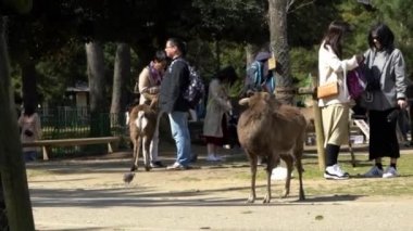 Nara, Japonya-15 Nisan 2019: Şirin Sika geyikleri Japon Nara Parkı 'nda özgürce yaşıyor. İnsanlar bahar mevsiminde harika bir cervus nippon 'u ziyaret eder. Japonya 'nın turistik merkezi. Doğal parklar