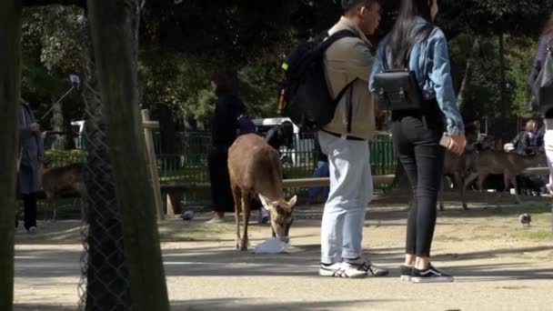 Nara Japão Abril 2019 Veado Sika Alimentando Lixo Mamilos Selvagens — Vídeo de Stock