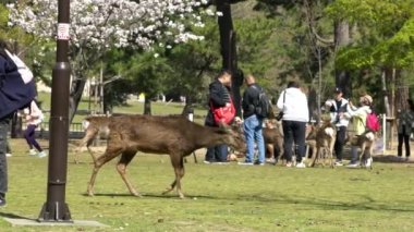 Nara, Japonya-15 Nisan 2019: Japon Nara Parkı 'nda yavaş çekim sevimli sika geyikleri özgürce yaşıyor. İnsanlar bahar mevsiminde harika bir cervus nippon 'u ziyaret eder. Japonya 'nın turistik merkezi.