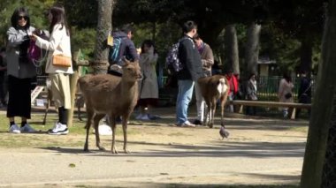Nara, Japonya-15 Nisan 2019: Japon Nara Parkı 'nda yavaş çekim sevimli sika geyikleri özgürce yaşıyor. İnsanlar bahar mevsiminde harika bir cervus nippon 'u ziyaret eder. Japonya 'nın turistik merkezi.