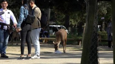 Nara, Japonya-15 Nisan 2019: Çöpten beslenen sika geyiklerinin yavaş hareketi. Vahşi cervus nippon çöp yiyor ve halka açık Japon parkında pislik yapıyor. Çöp ve hayvanlarla turistik ilgi sorunu