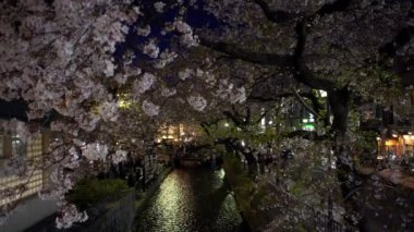 Kyoto, Japonya-12 Nisan 2019: Kyoto gecesinde Takase Nehri 'nde güzel aydınlatılmış kiraz ağaçları sıralanır. Japon kiraz çiçeklerinin Japon şehrinde açtığı bahar manzarası