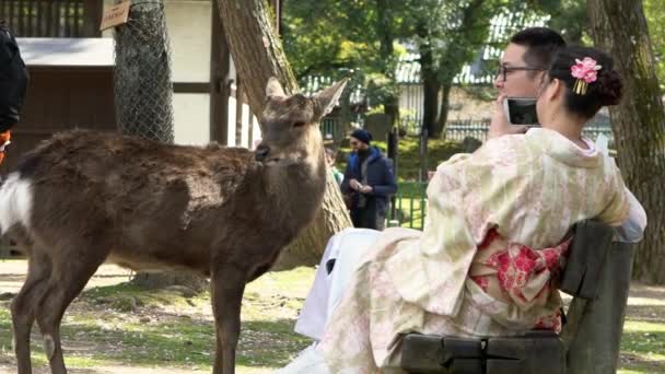 Nara Japão Abril 2019 Gueixa Maiko Câmera Lenta Sentado Tirando — Vídeo de Stock