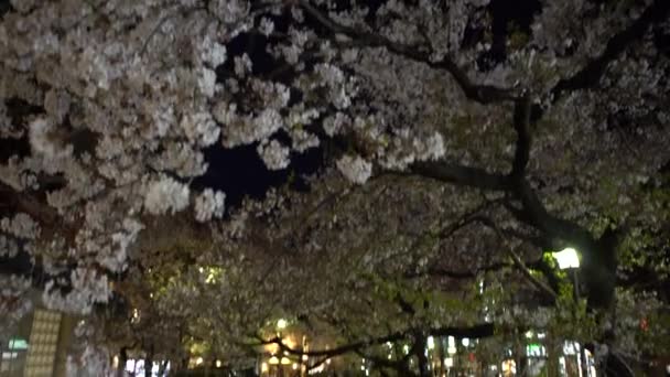Kyoto Japan April 2019 Schöne Beleuchtete Sakura Kirschblütenbäume Takase Fluss — Stockvideo