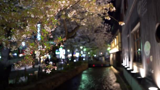 Kyoto Japan April 2019 Schöne Beleuchtete Sakura Kirschblütenbäume Takase Fluss — Stockvideo