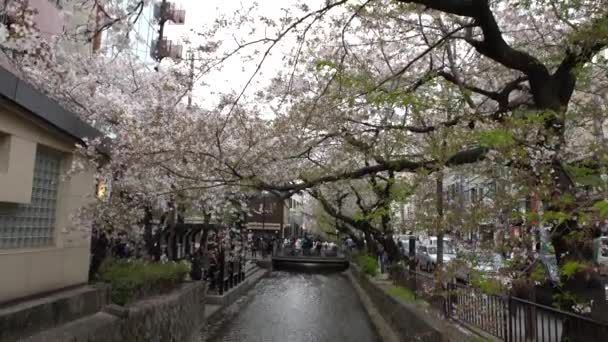 Kyoto Japan April 2019 Schöne Sakura Kirschblütenbäume Takase Fluss Tag — Stockvideo