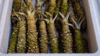 Tüccarlar ünlü Tsukiji balık pazarında wasabi satıyorlar. Tokyo 'da perakende mağazaları ve restoranları olan dünyanın en büyük toptan balık ve deniz ürünleri pazarı. Lezzetli Japon yemekleri.
