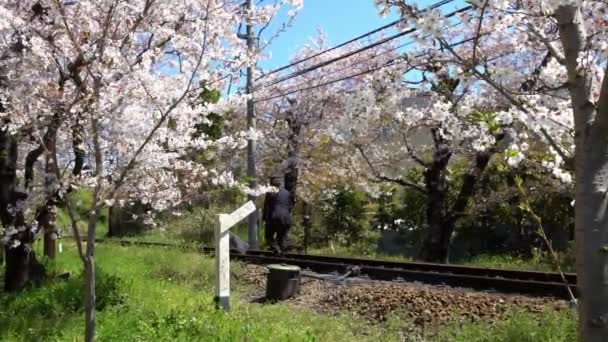 Operador Japonés Tren Local Caminando Vía Férrea Con Florecientes Cerezos — Vídeos de Stock