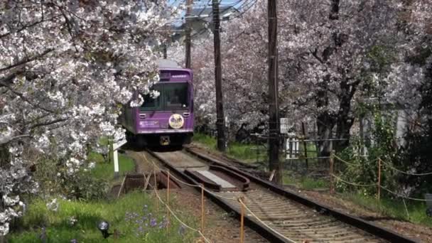 Kyoto Japão Abril 2019 Paisagem Ferroviária Japonesa Com Cerejeiras Florescentes — Vídeo de Stock